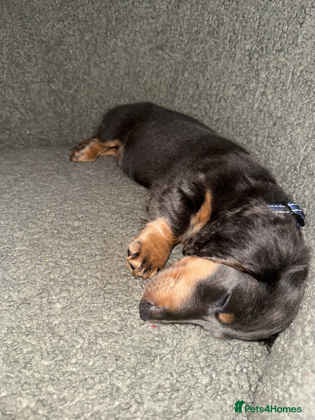 Miniature Dachshund dogs for sale: Miniature Long Haired Dachshund  - Advert 3