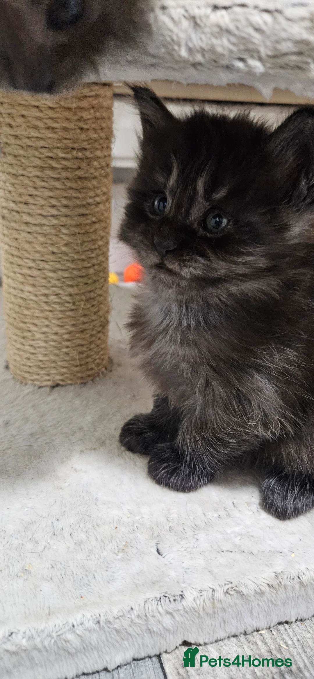 Maine Coon cats for sale: Beautiful tica registered maine coon kittens  - Advert 5