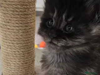 Maine Coon cats Beautiful tica registered maine coon kittens - Advert 16