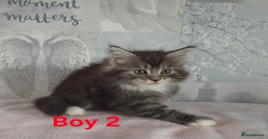 Ragcoon cats - Advert 1