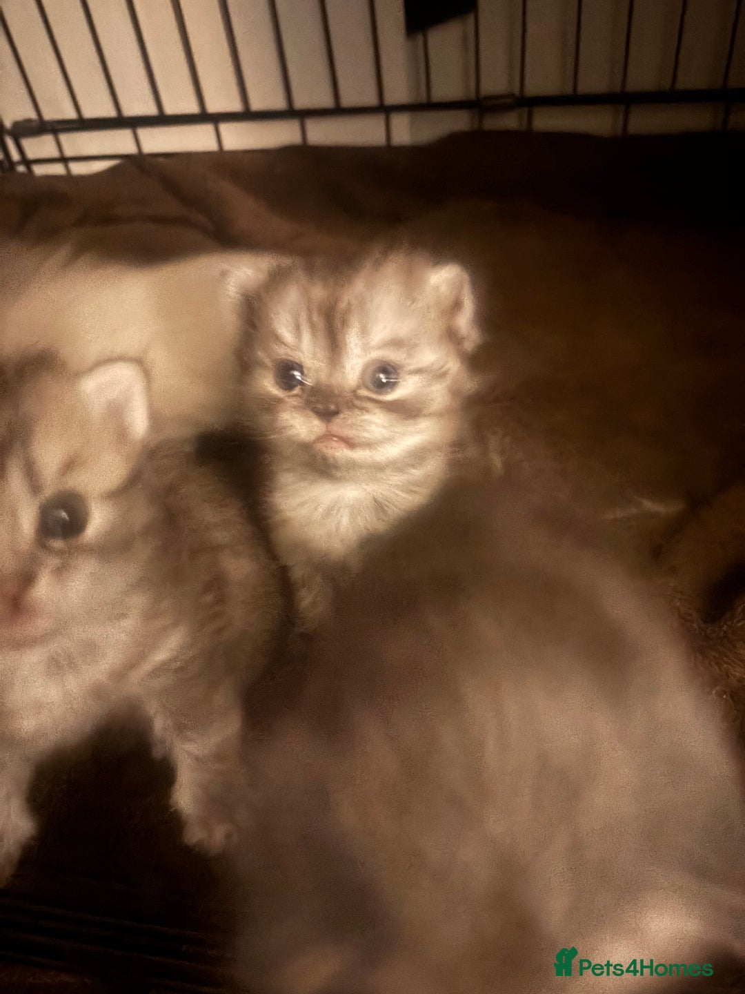 Perdoll cats for sale: Beautiful perdoll babies - Image 12