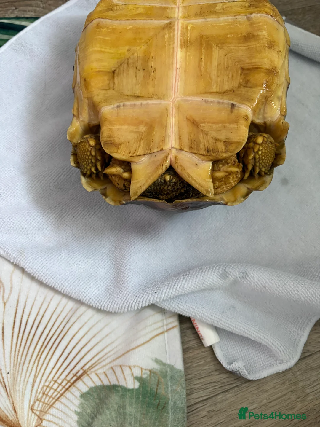 Tortoise reptiles for sale: 3 year old Sulcuta tortoise  - Advert 7