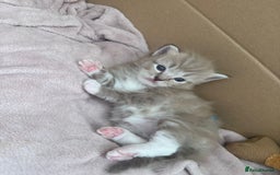 Ragdoll cats for sale: Mink Male Ragdoll - Image 6