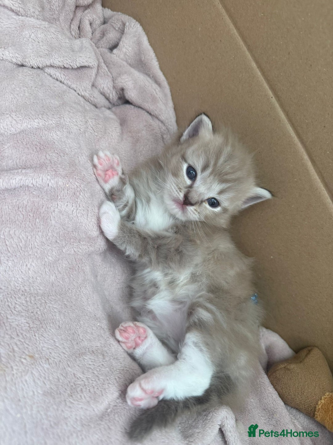Ragdoll cats for sale: Mink Male Ragdoll - Image 6