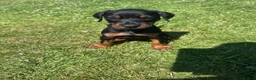 Dobermann dogs for sale: Champion Bloodline Doberman Puppies - Advert 5