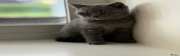 British Shorthair cats for sale: British shorthair  in Rotherham - Advert 5