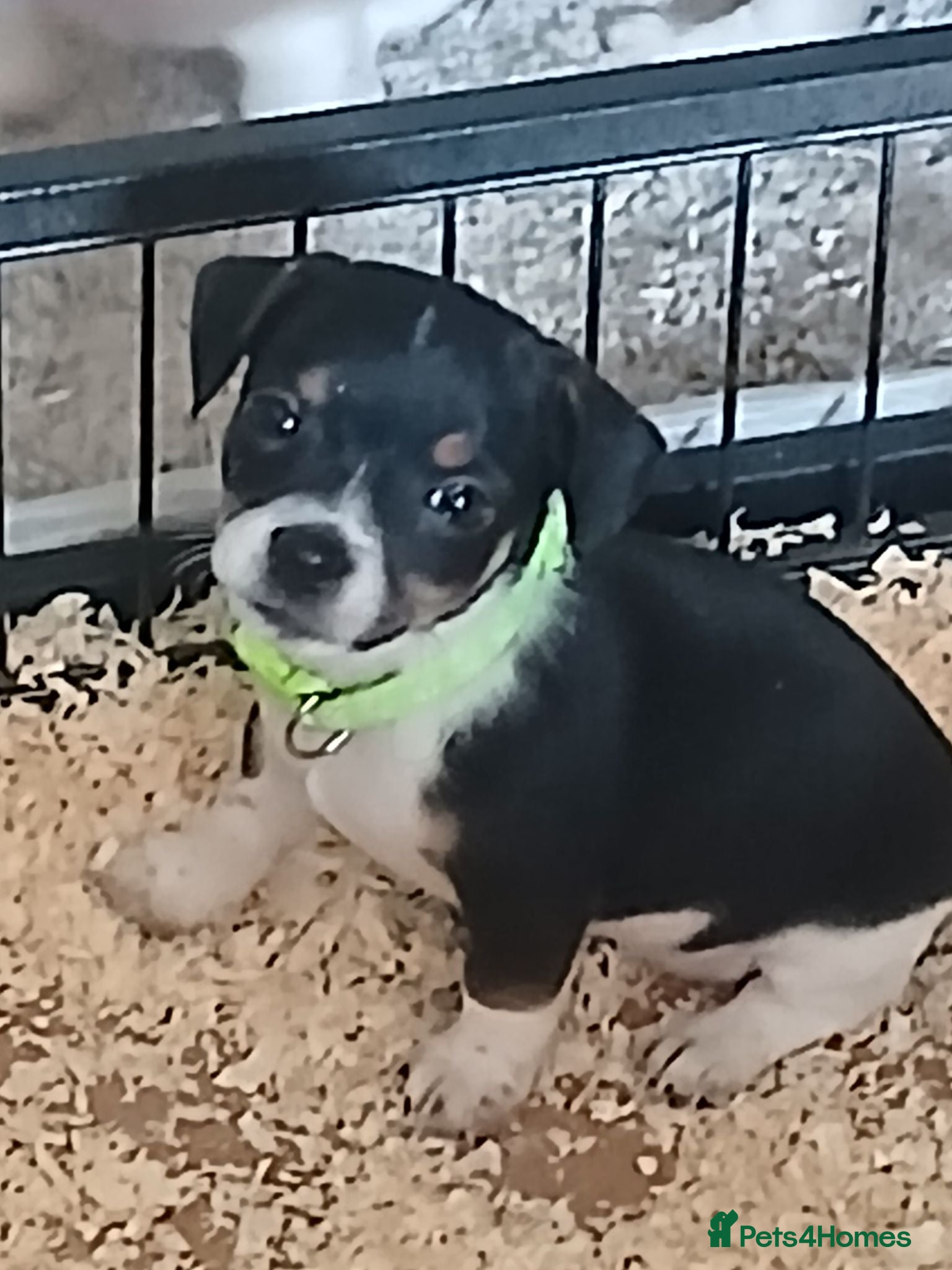 Jack Russell dogs Adorable Miniature Jack Russell puppies for sale - Advert 2