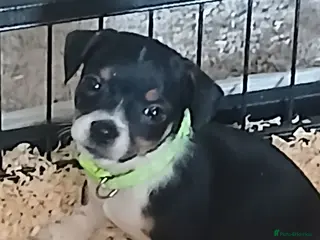 Jack Russell dogs Adorable Miniature Jack Russell puppies for sale - Advert 2