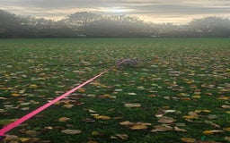 American Bully dogs for sale: Pocket Bully - Image 2