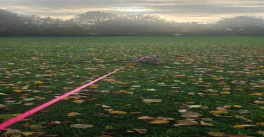 American Bully dogs Pocket Bully - Advert 4