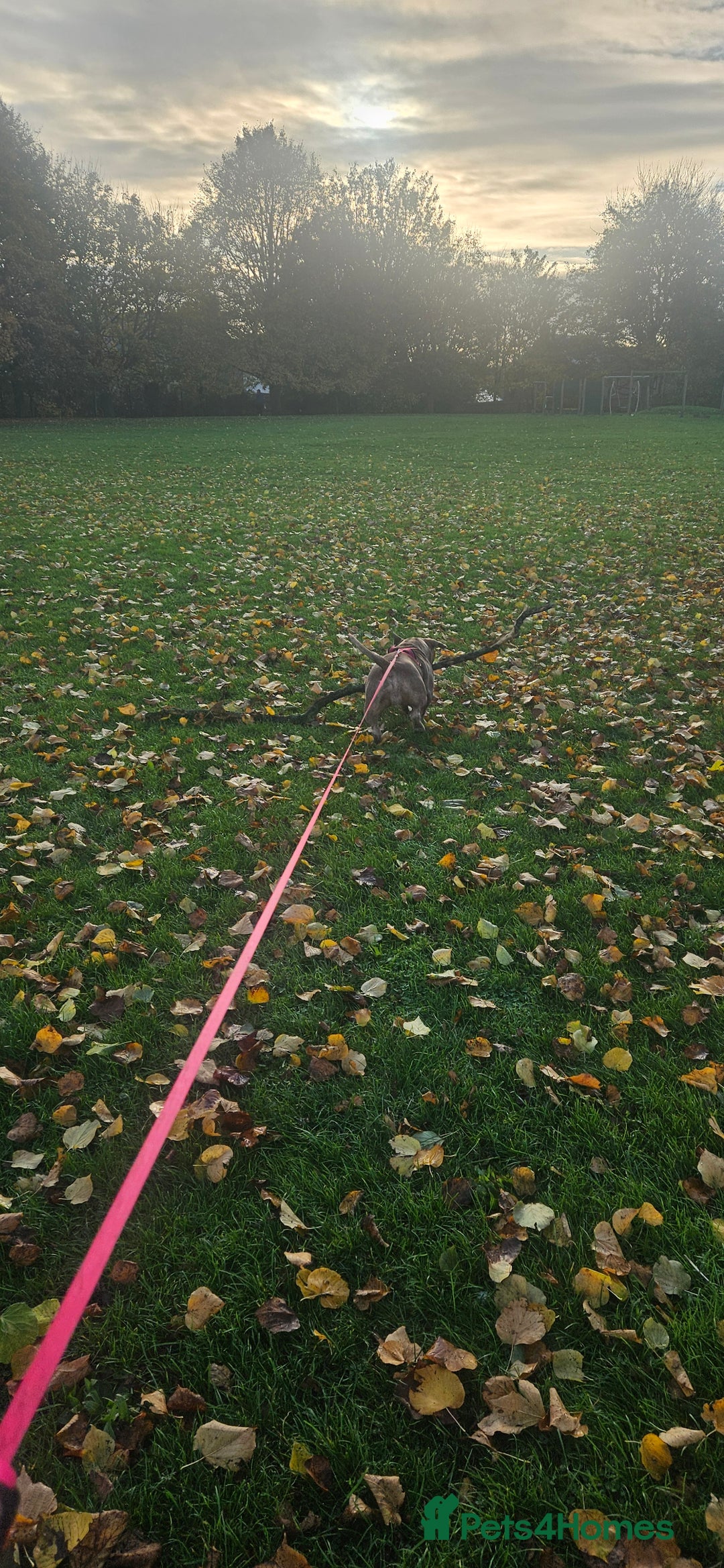 American Bully dogs for sale: Pocket Bully - Image 2