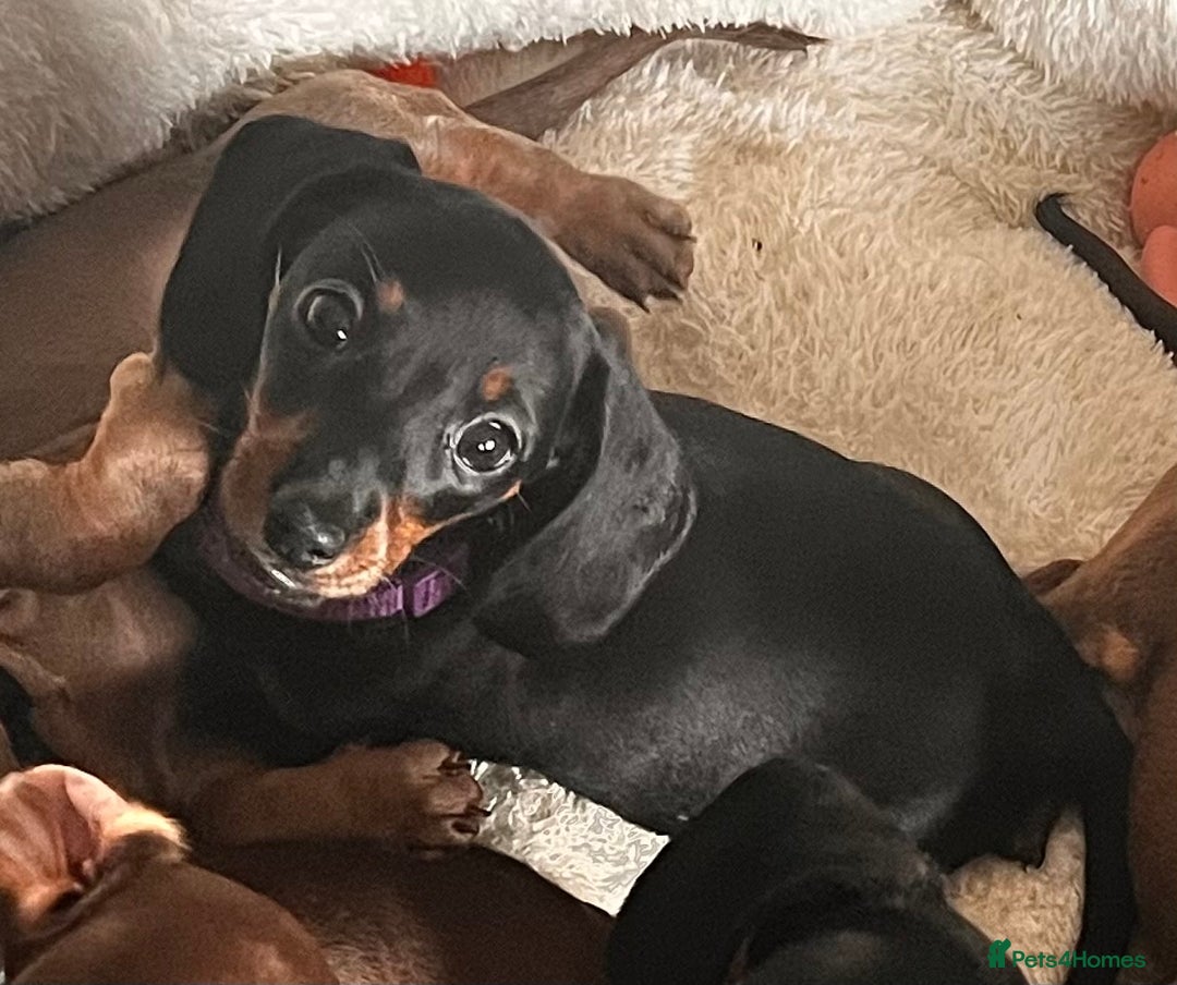 Miniature Dachshund dogs for sale: KC mini dachshund Black n Tan girl ready to home  - Image 5