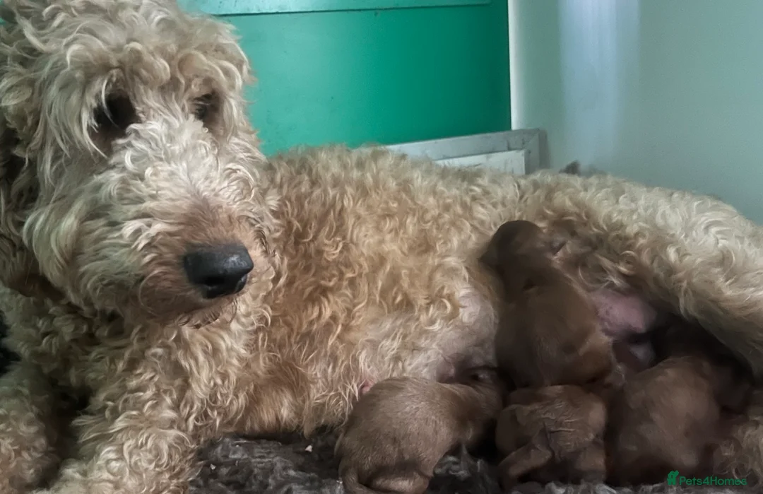 Goldendoodle dogs for sale: Miniture F1B Irish doodles health tested parents  - Advert 7