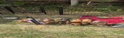 Dachshund dogs for sale: Dachshund Puppies for Sale in Huntingdon - Advert 3