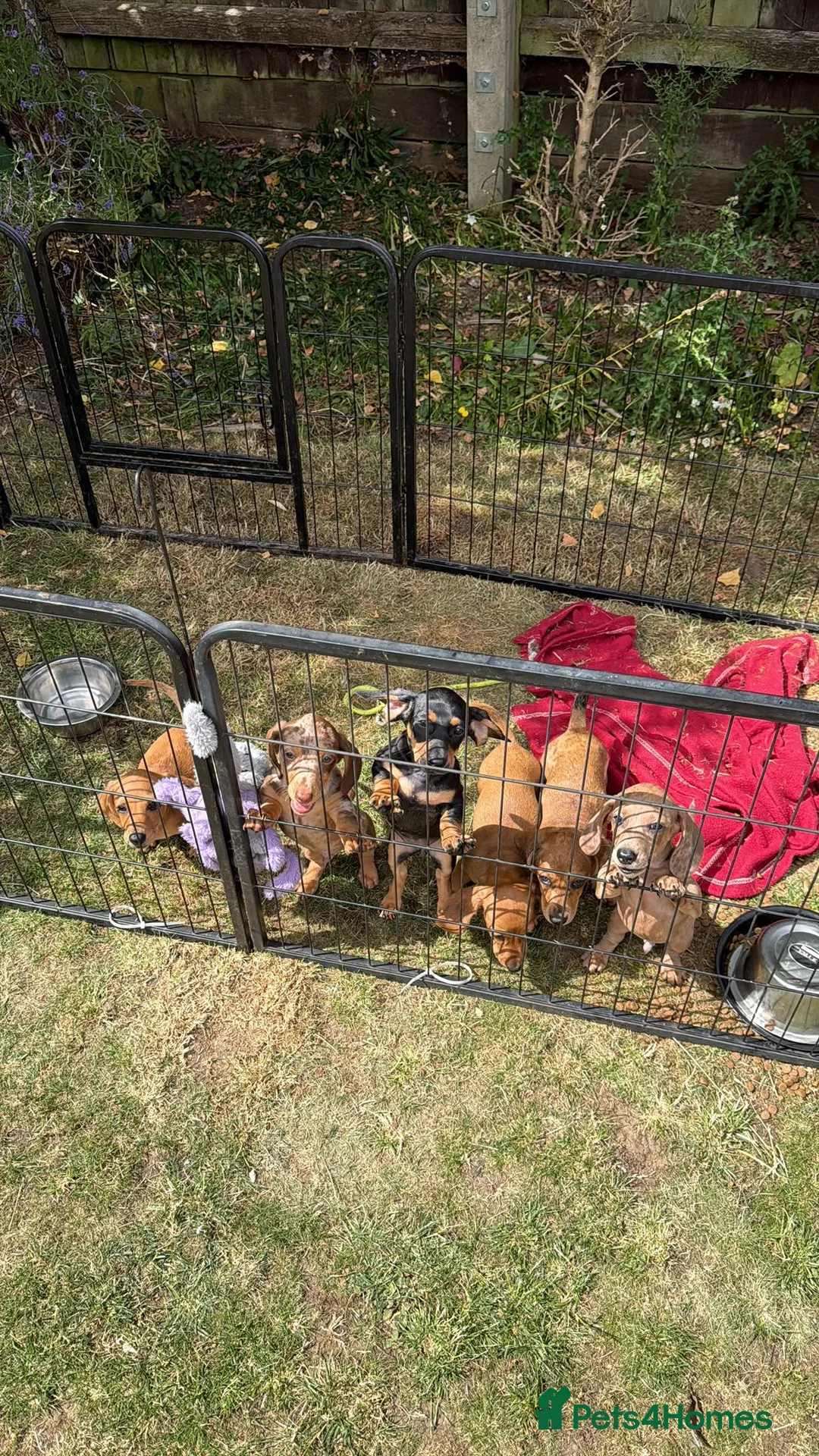 Dachshund dogs for sale: Dachshund Puppies for Sale - Advert 13