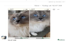 Ragdoll cats for sale: Beautiful girl Ragdoll  - Image 7
