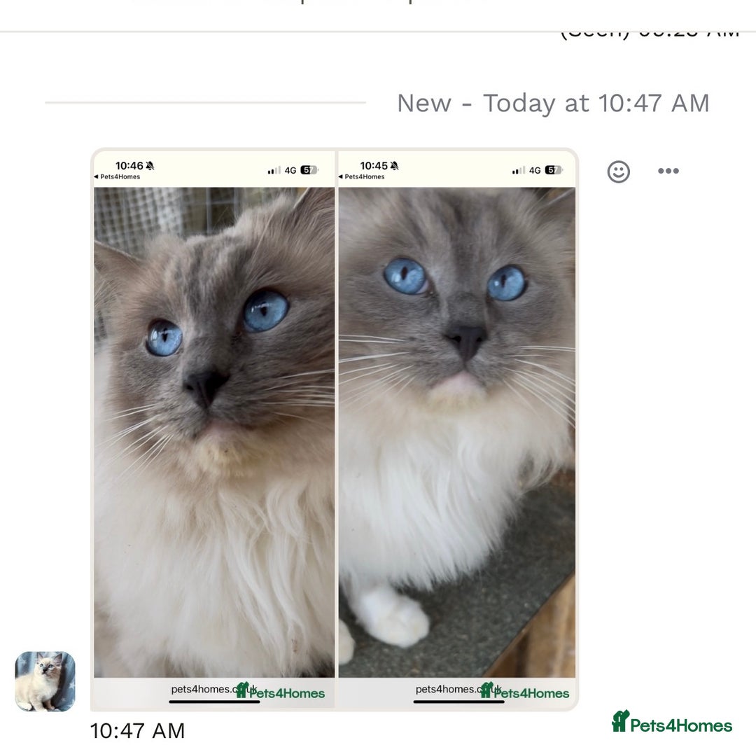 Ragdoll cats for sale: Beautiful girl Ragdoll  - Image 7