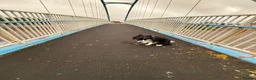 Border Collie dogs for sale: Beau aged 1 (nearly 2)  - Advert 4