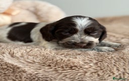 Cocker Spaniel dogs for sale: Show type cocker spaniels  - Image 12
