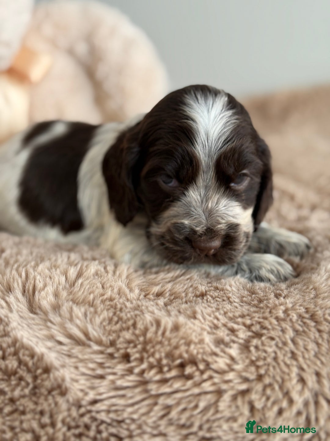 Cocker Spaniel dogs for sale: Show type cocker spaniels  - Image 12