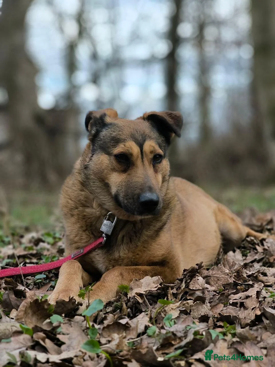 Mixed Breed dogs for adoption: ❤️LUCY❤️- A Golden Heart Behind a Simple Look in Oxford - Advert 2