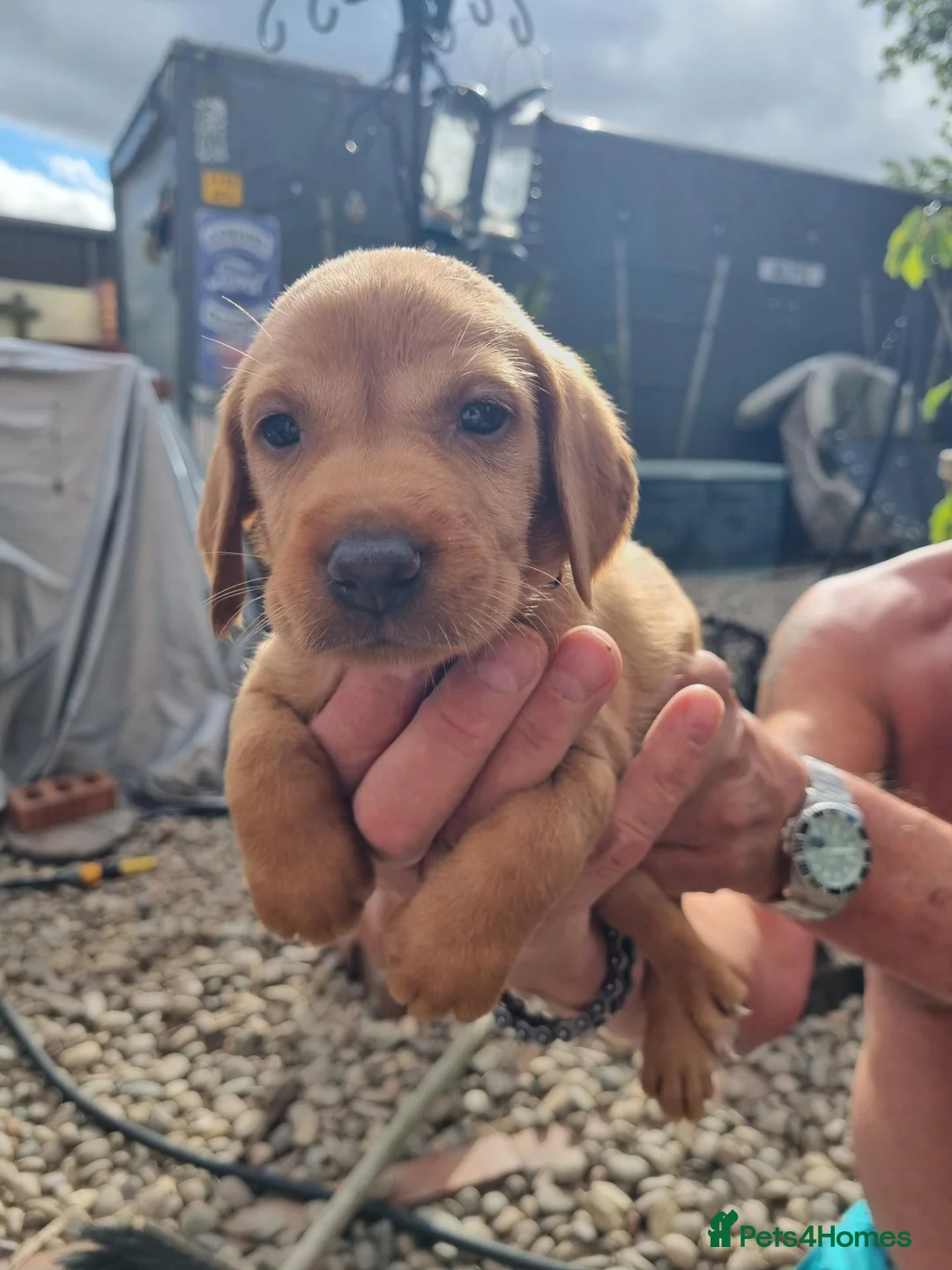 Mixed Breed dogs for sale: Viszlador puppies  - Advert 2