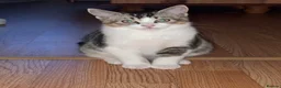 Mixed Breed cats for sale: Gorgeous tabby and white kittens🤍🐾 in Enfield - Advert 12
