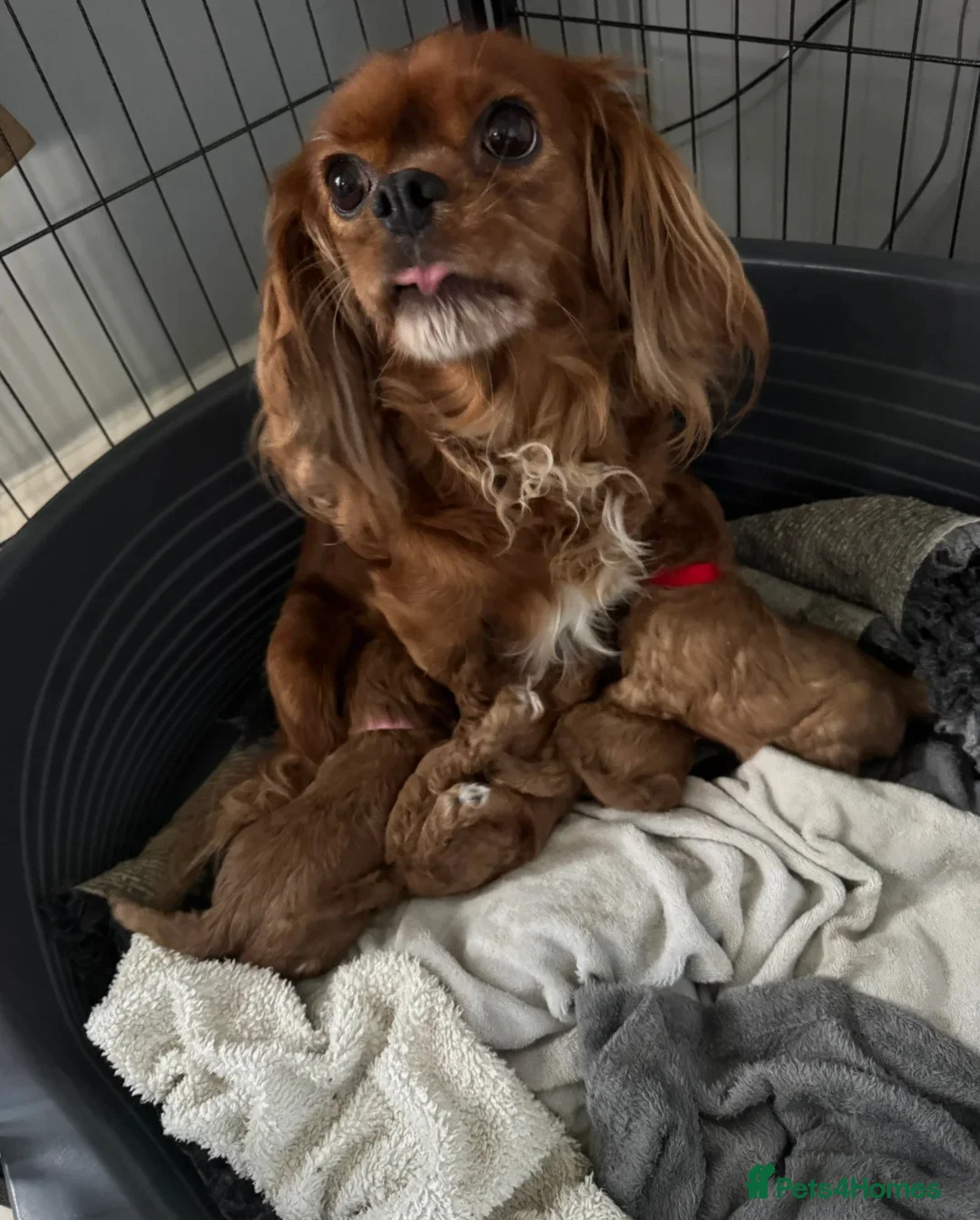 Cavalier King Charles Spaniel dogs for sale: An Exceptional Cavalier King Charles Spaniels ! - Advert 12