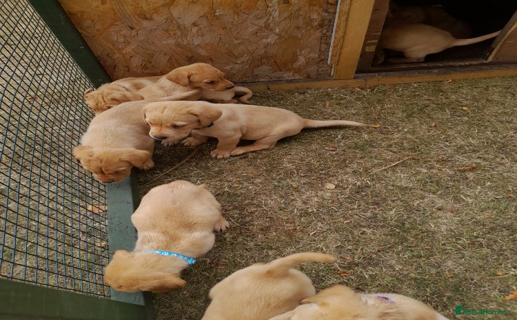 Labrador Retriever dogs - Advert 1