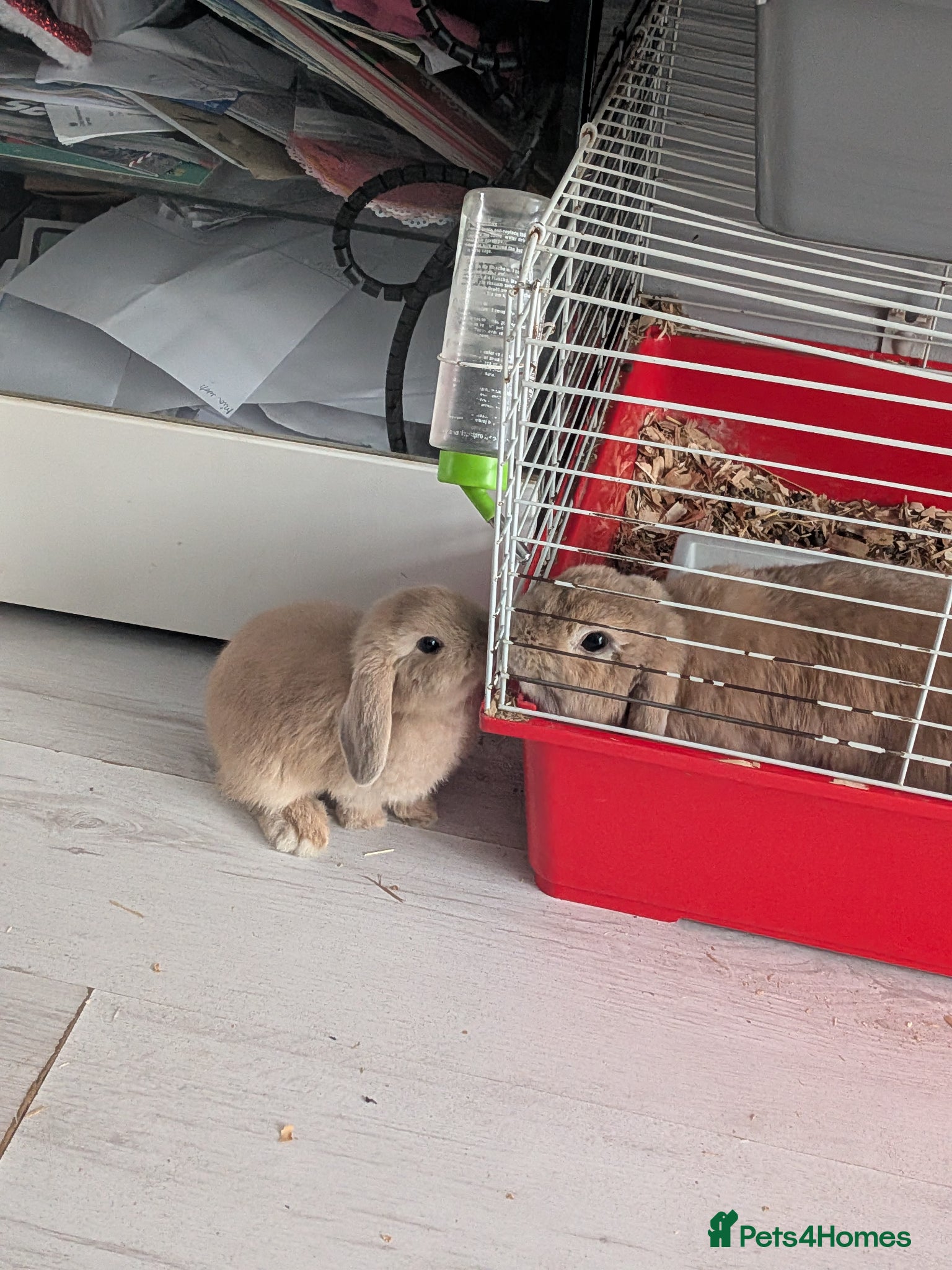 Mini Lop rabbits 5 mini lops ready 25th july - Advert 13