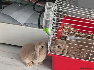 Mini Lop rabbits 5 mini lops ready 25th july - Advert 13