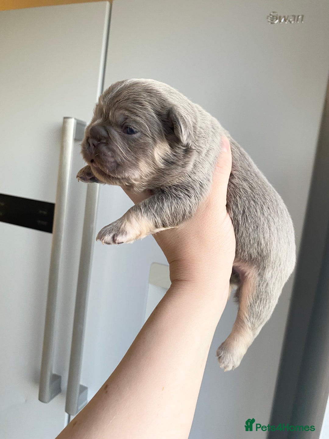 French Bulldog dogs for sale: TINY TEDDY BEAR FRENCH BULLDOG PUPS  - Advert 12