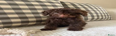 Cockapoo 5