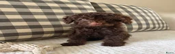 Cockapoo dogs for sale: Health tested cockapoo puppies  - Advert 6