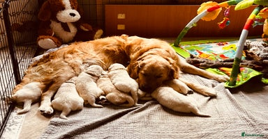 Golden Retriever dogs - Advert 1