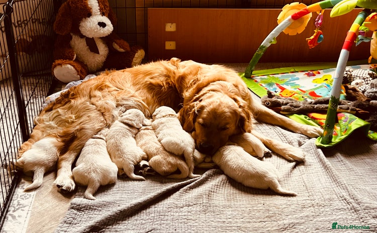 Golden Retriever dogs - Advert 2