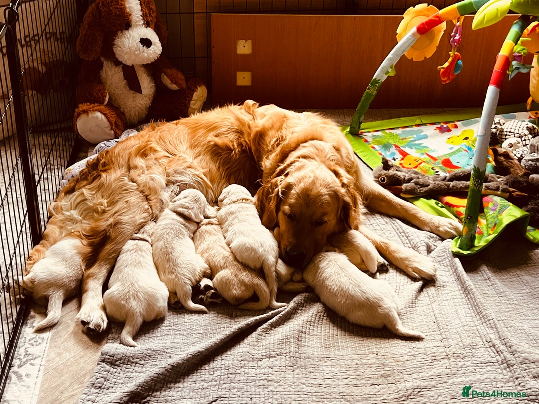 Golden Retriever dogs for sale: 8 Outstanding Chunky Cream Golden Puppies  - Image 1