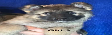 Girl 3