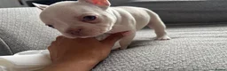 French Bulldog dogs for sale: French bulldog Puppies  - Advert 17