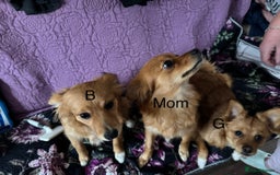 Pomchi dogs for sale: Two 6 month old dogs  - Image 5