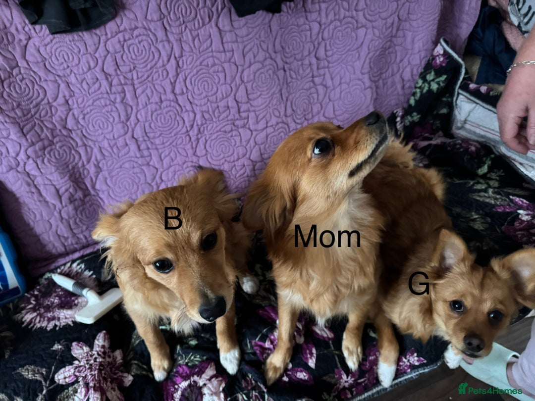 Pomchi dogs for sale: Two 6 month old dogs  - Image 5