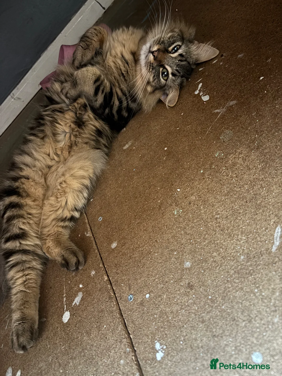 Mixed Breed cats for sale: Male cat  in Rowlands Gill - Advert 5