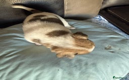 Jack Russell dogs for sale: Rare colouring Jack Russell’s 4 Male - Advert 4