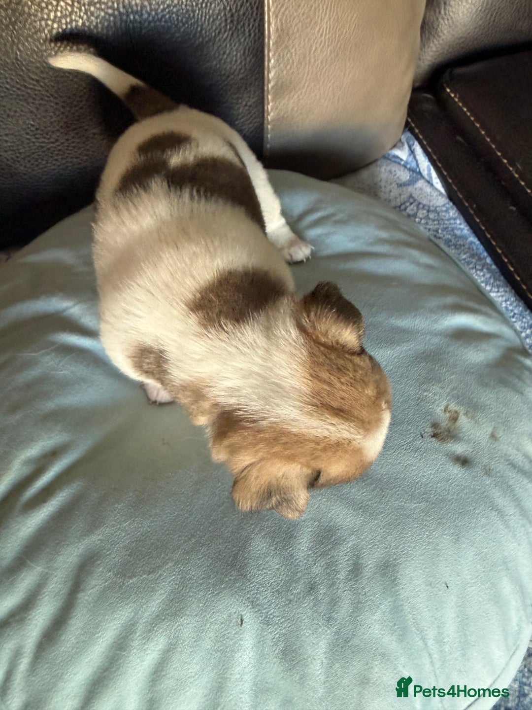 Jack Russell dogs for sale: Rare colouring Jack Russell’s 4 Male - Advert 4