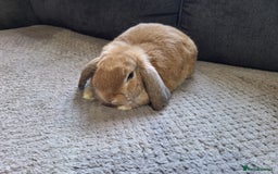 Mini Lop rabbits for sale: mini lop rabbits for sale  .. - Image 5