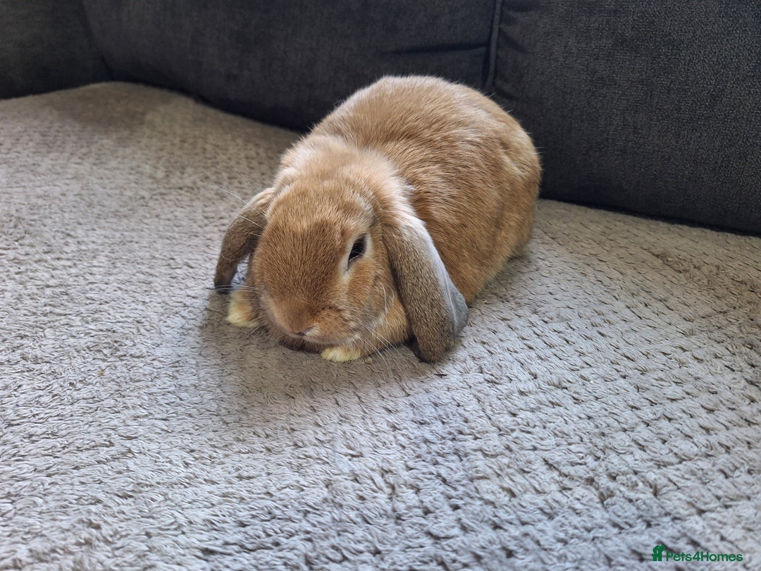 Mini Lop rabbits for sale: mini lop rabbits for sale  .. - Image 5