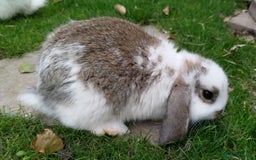Mini Lop rabbits for sale: Gorgeous Mini lop babies looking for new homes - Image 24