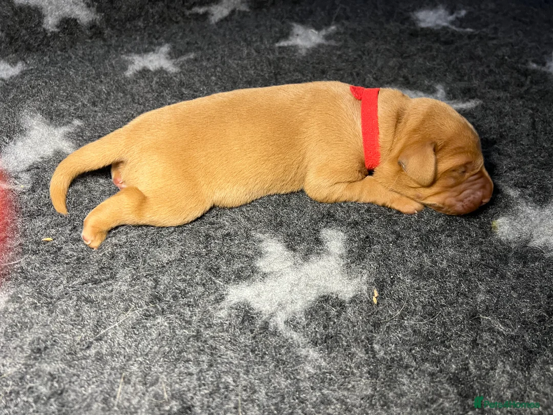 Labrador Retriever dogs for sale: Red Fox Labrador  - Advert 6