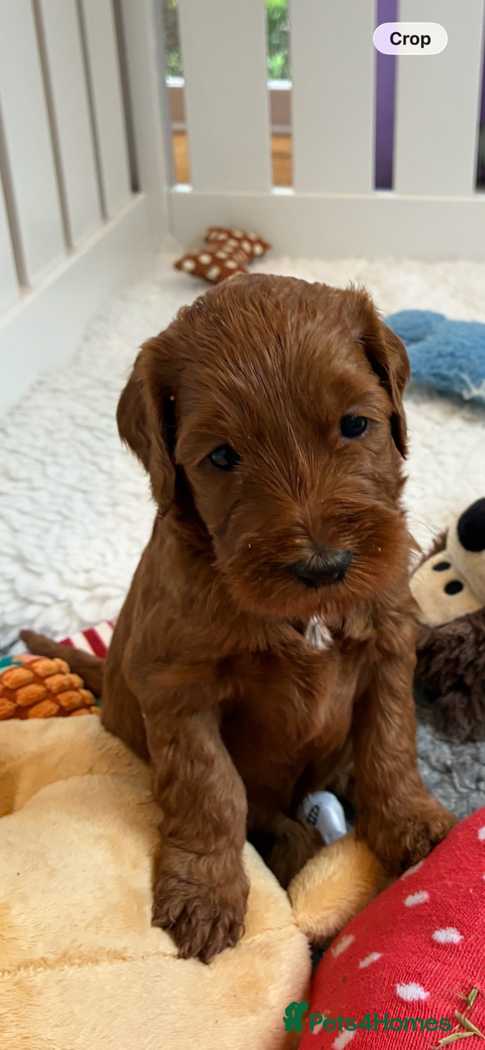 Australian Labradoodle dogs Australian Labradoodle - Advert 2