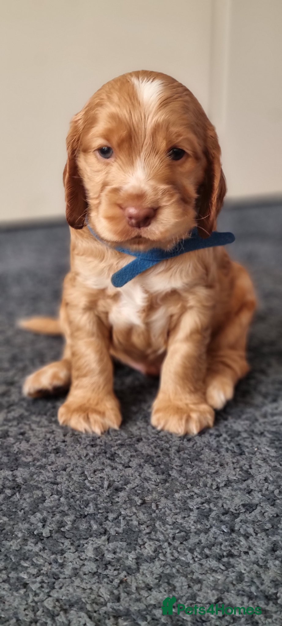 Cocker Spaniel dogs Gorgeous Cocker Spaniel Puppies - Health Tested - Advert 2